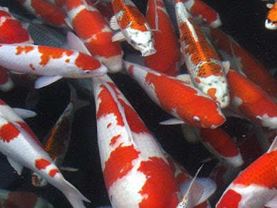 √画像をダウンロード 錦鯉 壁紙 327215