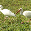 American White Ibis