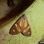 Dioptine Moth