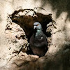 Pigeon in a wall hole, Old San Juan, PR