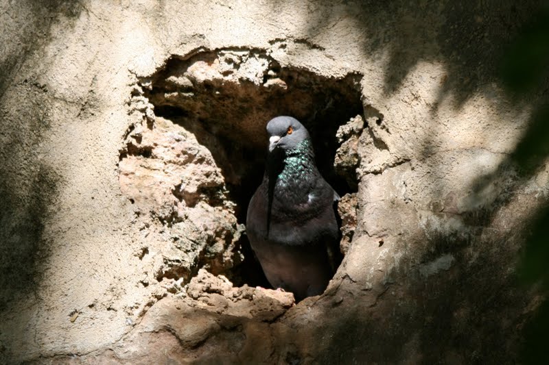 Pigeon in a wall hole, Old San Juan, PR