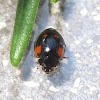 Melanistic Two-Spotted Ladybug