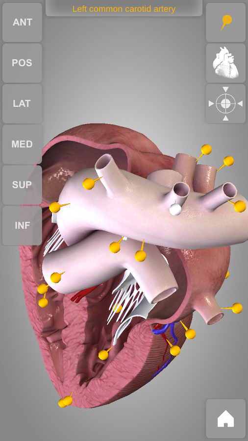 Heart 3D Anatomy Lite Screen 3