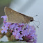 Eufala Skipper