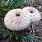 Parasol Mushroom 