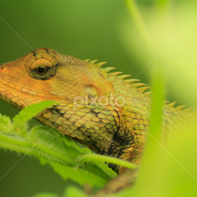 Oriental Garden Lizard by Sankar Singha - Animals Reptiles