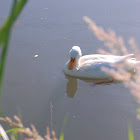 Pekin duck, Pekingente