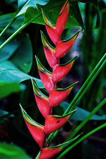 An otherworldly heliconia plant. 