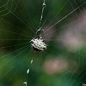 Spiny-backed Orb Weaver Spider