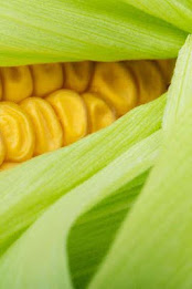 Maize Puzzle poster 2