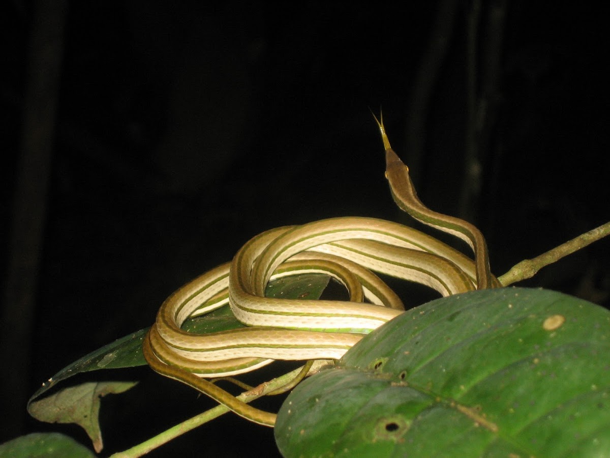 Green-striped vine snake