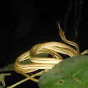 Green-striped vine snake