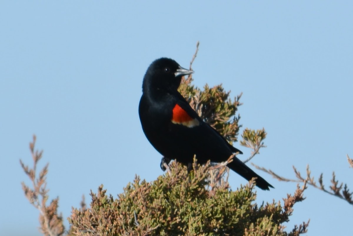 Red-winged Blackbird