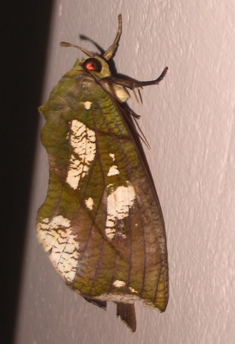 Fruit piercing moth (female)