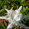 Shoals spider-lily