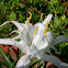 Shoals spider-lily