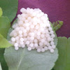 Wasp moth and its eggs