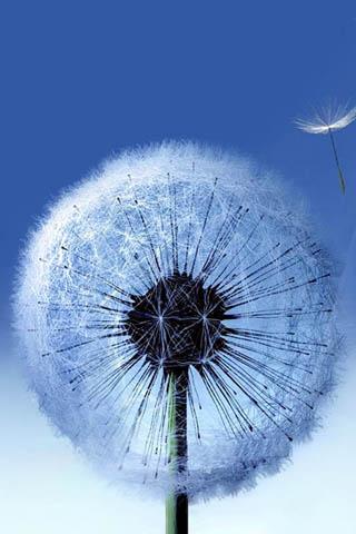 Galaxy S4 Dandelion