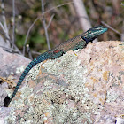 Yarrow's Mountain Spiny Lizard