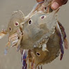 Three spot swimming crab