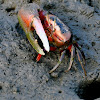 Shio maneki fiddler crab