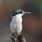 Sacred Kingfisher