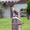Sabiá-do-campo (Chalk-browed Mockingbird)