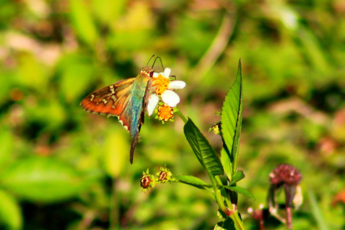 Long-tailed Skipper Butterfly
