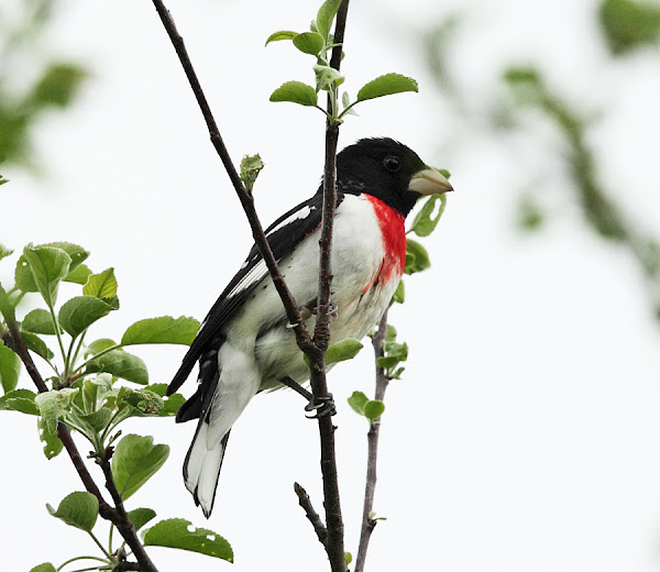 Rosebreasted Grosbeak Project Noah