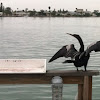 Anhinga