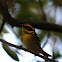 Townsend's Warbler