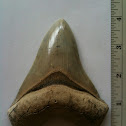 Fossil shark tooth: C. megalodon
