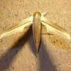Tersa Sphinx Moth Xylophanes tersa