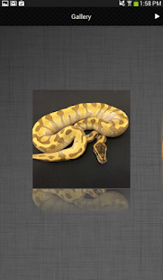 SnakeBytesTV Screenshots 3