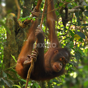 orang Utan  by Justani Joni - Animals Other