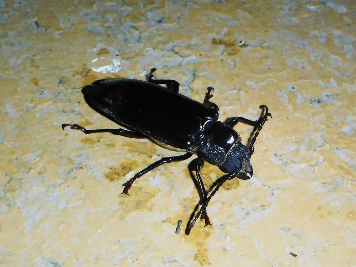 Ground beetle/Escarabajo de suelo