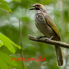 Straw-Headed Bulbul