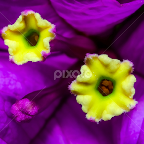 Yellow by Adityo Cahyo - Flowers Single Flower