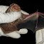 eastern red bat