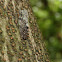 Platypleura cicada