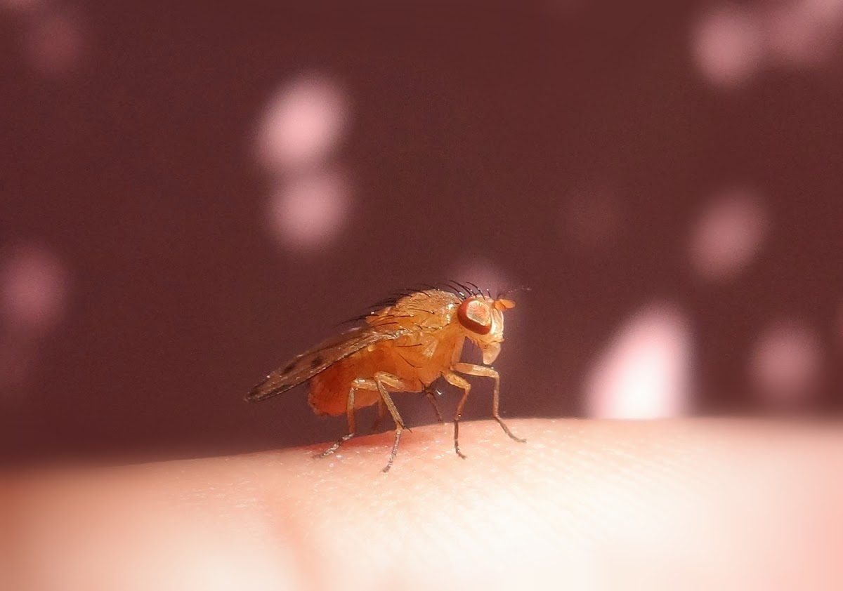Tiny fly