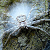 White Philodromid Spider