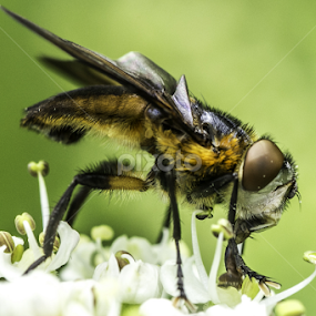 by Alberto Molinari - Animals Insects & Spiders