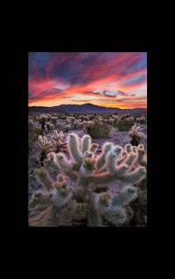 Free Download Desert Cactus Live Wallpaper APK for Android
