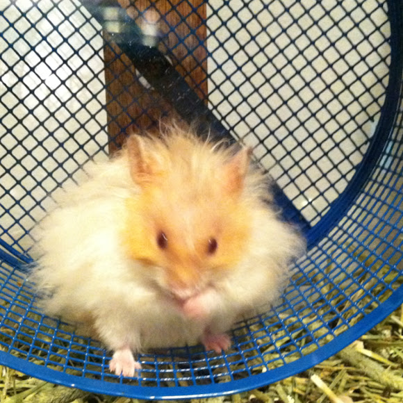 Fluffy teddy best sale bear hamster