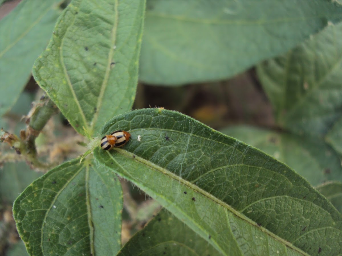 Three striped ladybird beetle