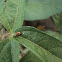 Three striped ladybird beetle