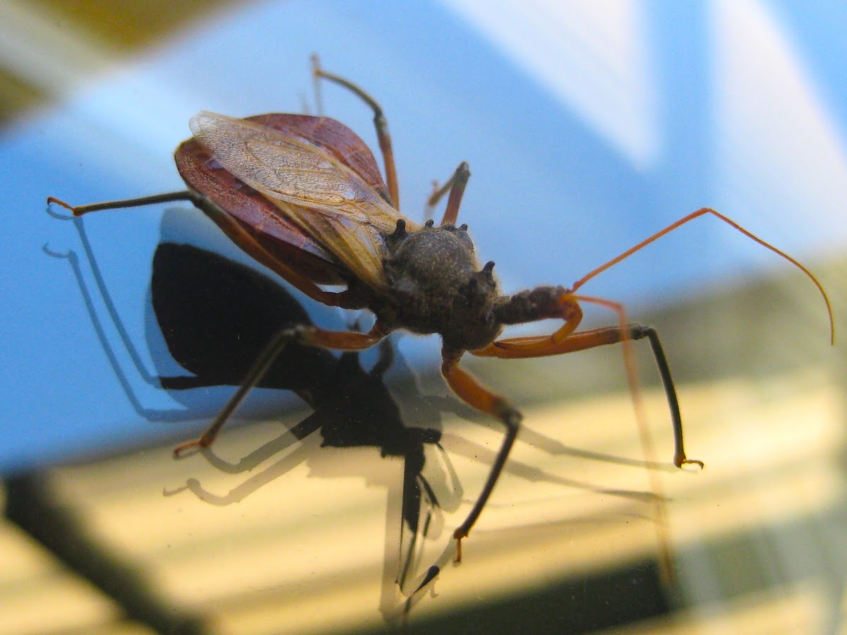 Common Assassin Bug