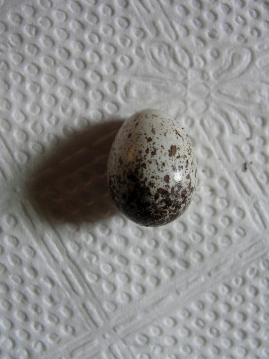Killdeer Egg
