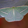 White lined emerald moth